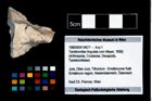 Foto (Objekt + Etikett) von Tanidromites lingulata (von Meyer, 1858)  (NHMW-GEO-1990-0041-4677)